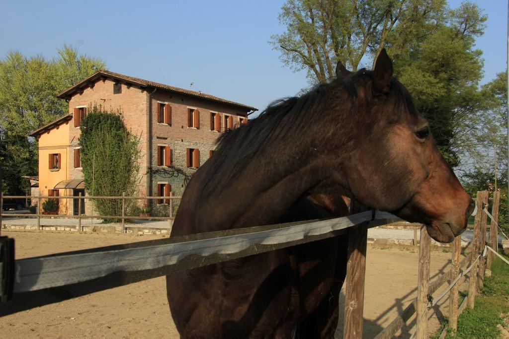 Aiceltis Teolo
