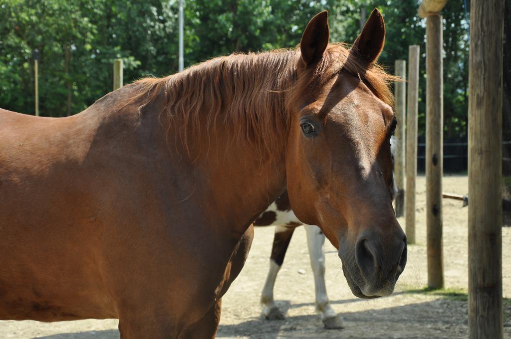 Aiceltis 2* Teolo